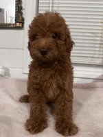 Melo, a male Poodle - Toy  and Poodle - Miniature  for sale in Anaheim, CA – 2 of 8