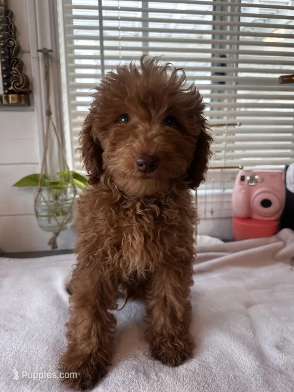 King – Poodle - Toy , Poodle - Miniature  puppy for sale in Anaheim, CA