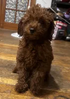 Crystal, a female Poodle - Toy  and Poodle - Miniature  for sale in Anaheim, CA – 8 of 8