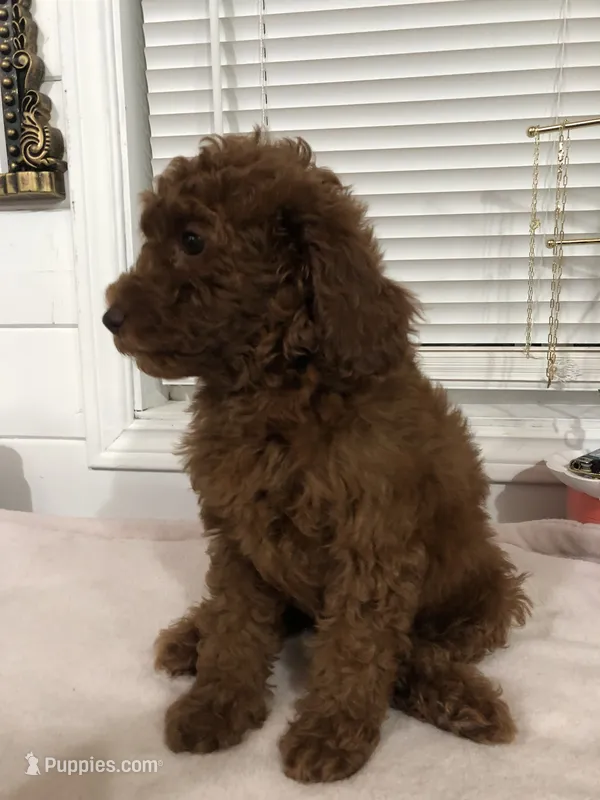 Chuzz – Poodle - Toy , Poodle - Miniature  puppy for sale in Anaheim, CA