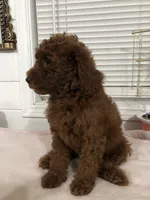 Chuzz, a female Poodle - Toy  and Poodle - Miniature  for sale in Anaheim, CA – 1 of 7