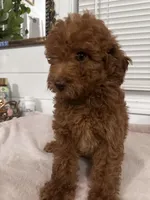 Melo, a male Poodle - Toy  and Poodle - Miniature  for sale in Anaheim, CA – 7 of 8