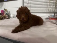 Crystal, a female Poodle - Toy  and Poodle - Miniature  for sale in Anaheim, CA – 2 of 8