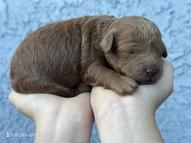 Yera – Poodle - Miniature  puppy for sale in Anaheim, CA