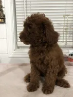 Chuzz, a female Poodle - Toy  and Poodle - Miniature  for sale in Anaheim, CA – 2 of 6