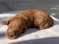 Dano, a female Poodle - Toy  and Poodle - Miniature  for sale in Anaheim, CA – 5 of 5