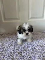 Bailey, a female Shih Tzu for sale in Los Angeles, CA – 3 of 4