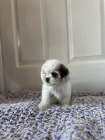 Lily , a female Shih Tzu for sale in Los Angeles, CA – 4 of 4