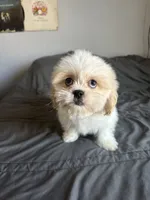 Coco, a female Shih Tzu for sale in Los Angeles, CA – 3 of 3