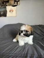 Mocha, a female Shih Tzu for sale in Los Angeles, CA – 3 of 3