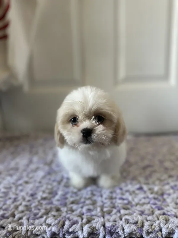 Coco, a female Shih Tzu for sale in Los Angeles, CA – 1 of 5