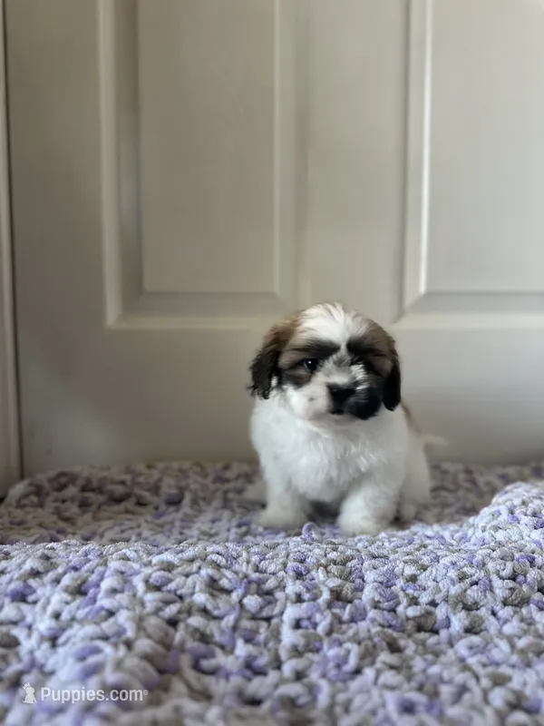 Mocha – Shih Tzu puppy for sale in Los Angeles, CA