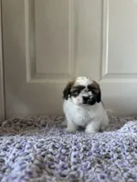 Mocha, a female Shih Tzu for sale in Los Angeles, CA – 1 of 5