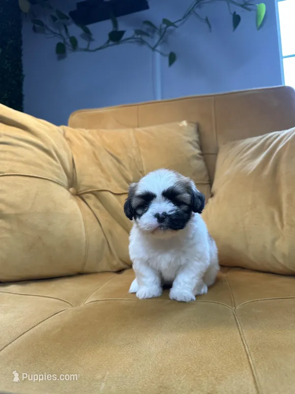 Mocha – Shih Tzu puppy for sale in Los Angeles, CA