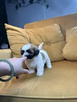 Mocha, a female Shih Tzu for sale in Los Angeles, CA – 4 of 4