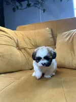 Mocha, a female Shih Tzu for sale in Los Angeles, CA – 2 of 4