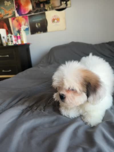 Lilly, a female Shih Tzu for sale in Los Angeles, CA – 3 of 3