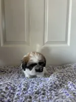 Mocha, a female Shih Tzu for sale in Los Angeles, CA – 2 of 5