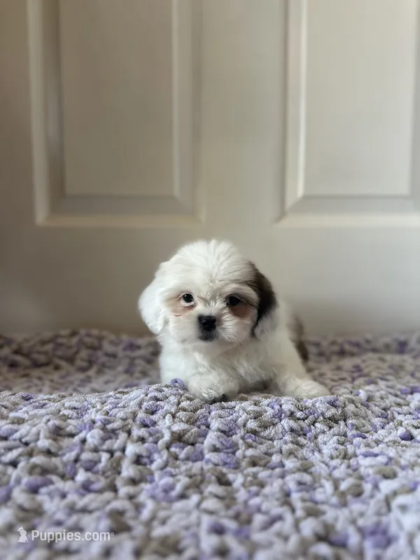 Lily  – Shih Tzu puppy for sale in Los Angeles, CA