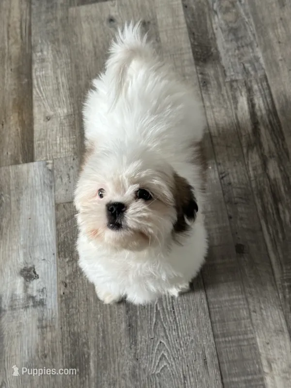 Lily  – Shih Tzu puppy for sale in Los Angeles, CA
