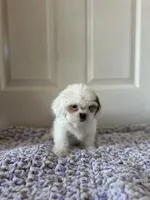 Lily , a female Shih Tzu for sale in Los Angeles, CA – 2 of 4