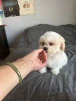 Coco, a female Shih Tzu for sale in Los Angeles, CA – 2 of 3