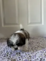 Bailey, a female Shih Tzu for sale in Los Angeles, CA – 2 of 4