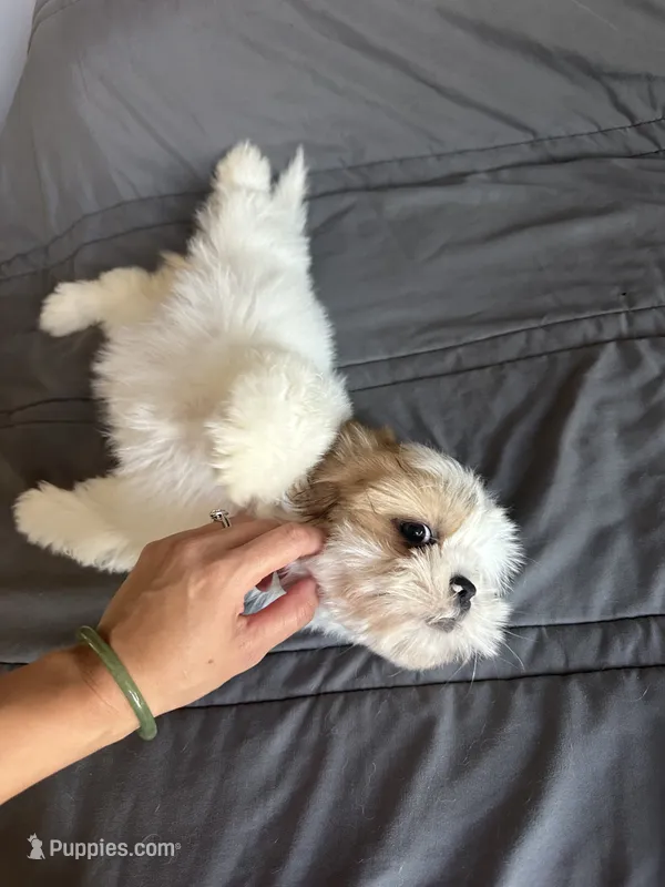 Daisy – Shih Tzu puppy for sale in Los Angeles, CA