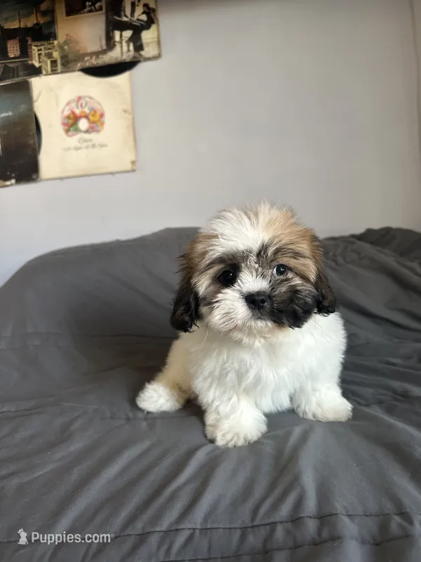 Mocha – Shih Tzu puppy for sale in Los Angeles, CA