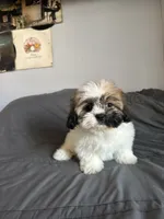 Mocha, a female Shih Tzu for sale in Los Angeles, CA – 1 of 3