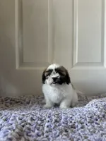 Mocha, a female Shih Tzu for sale in Los Angeles, CA – 4 of 5