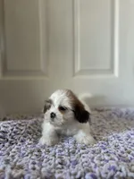 Daisy, a female Shih Tzu for sale in Los Angeles, CA – 3 of 3