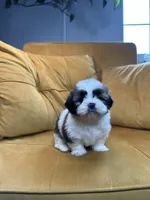 Bailey, a female Shih Tzu for sale in Los Angeles, CA – 3 of 3