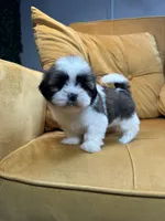 Bailey, a female Shih Tzu for sale in Los Angeles, CA – 2 of 3