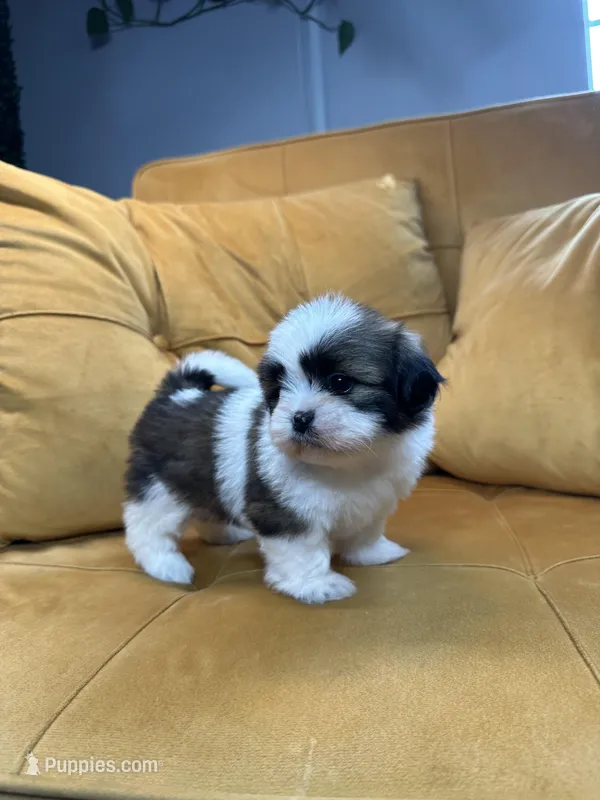 Bailey – Shih Tzu puppy for sale in Los Angeles, CA