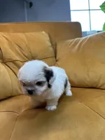 Lily, a female Shih Tzu for sale in Los Angeles, CA – 2 of 4