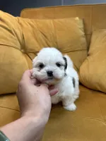 Lily, a female Shih Tzu for sale in Los Angeles, CA – 4 of 4