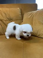 Lily, a female Shih Tzu for sale in Los Angeles, CA – 1 of 4