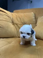 Lily, a female Shih Tzu for sale in Los Angeles, CA – 3 of 4
