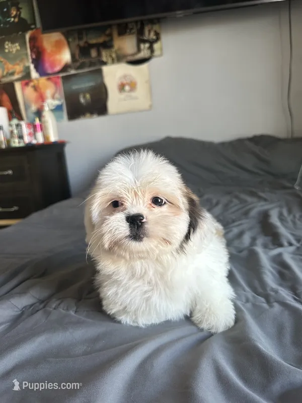 Lilly – Shih Tzu puppy for sale in Los Angeles, CA