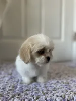 Coco, a female Shih Tzu for sale in Los Angeles, CA – 4 of 5