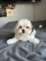 Lilly, a female Shih Tzu for sale in Los Angeles, CA – 2 of 3