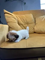 Daisy , a female Shih Tzu for sale in Los Angeles, CA – 3 of 5