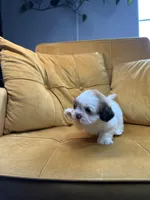 Daisy , a female Shih Tzu for sale in Los Angeles, CA – 2 of 5