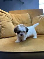 Daisy , a female Shih Tzu for sale in Los Angeles, CA – 4 of 5