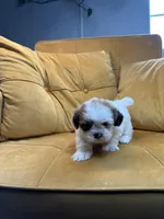 Daisy , a female Shih Tzu for sale in Los Angeles, CA – 5 of 5