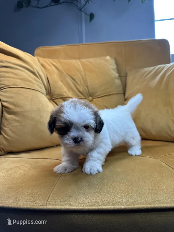 Daisy  – Shih Tzu puppy for sale in Los Angeles, CA
