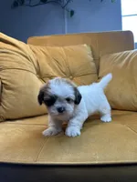 Daisy , a female Shih Tzu for sale in Los Angeles, CA – 1 of 5
