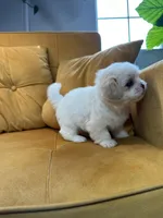 Coco, a female Shih Tzu for sale in Los Angeles, CA – 2 of 5