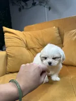Coco, a female Shih Tzu for sale in Los Angeles, CA – 1 of 5